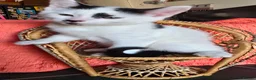 Mixed Breed cats for sale: Kittens - Advert 9