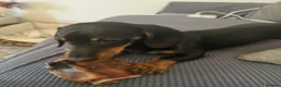 Miniature Dachshund dogs for sale: Sadly have to rehome my 22mth boy mini dachshund  in Chelmsford - Advert 3