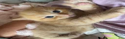 Mixed Breed cats for sale: Beautiful Ginger Kittens  - Advert 8