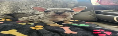 French Bulldog 3