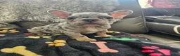 French Bulldog dogs for sale: French Bulldog Puppies - Advert 13
