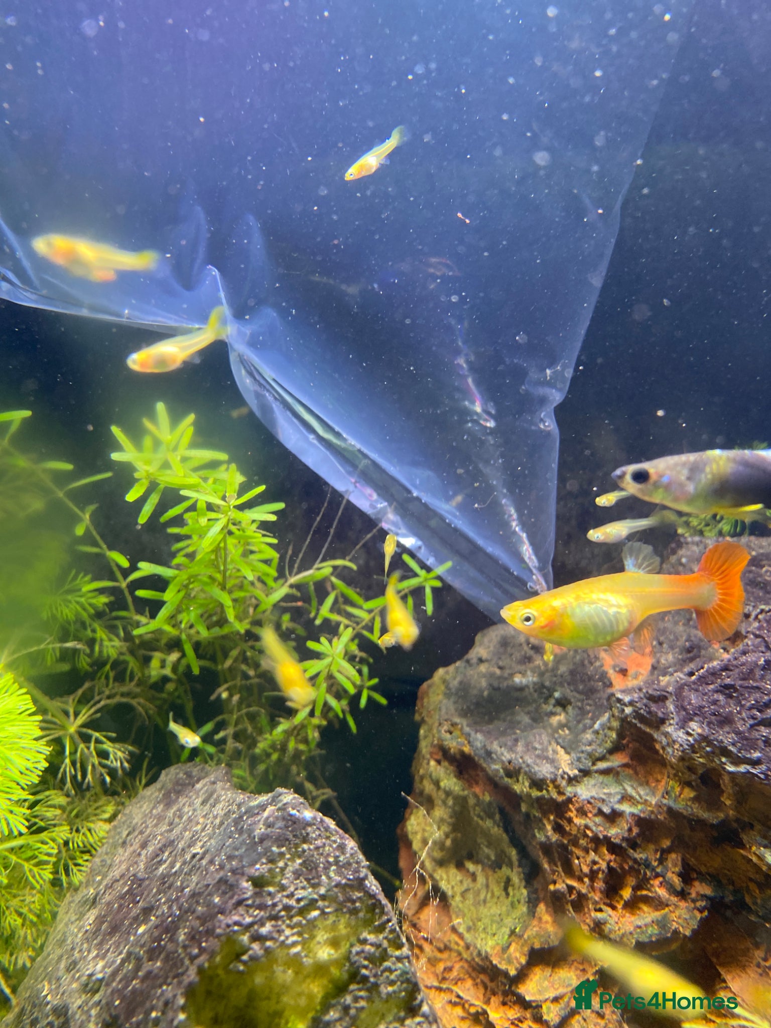 Other/Mixed Breed fish Guppy Fry mixed sizes FREE - Advert 11