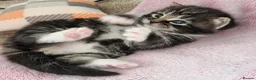 Domestic Shorthair cats for sale: Three kittens looking for the best homes in Spalding - Advert 16
