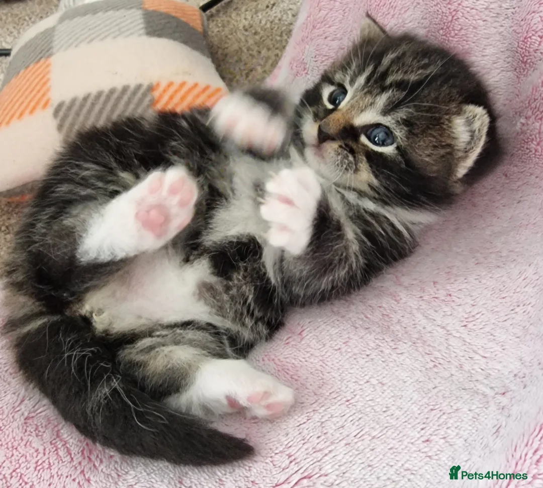 Domestic Shorthair cats for sale: Three kittens looking for the best homes - Advert 23