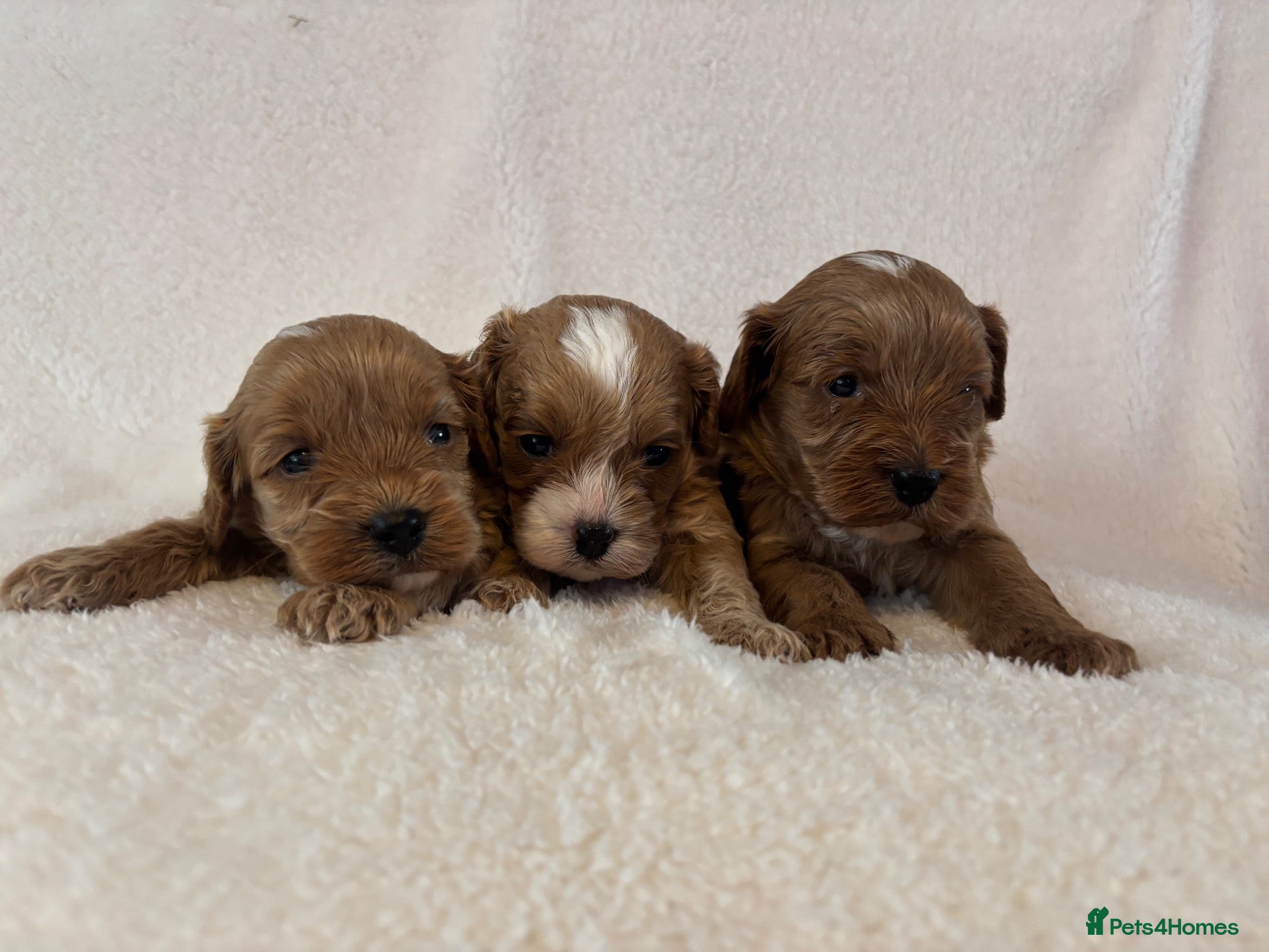 Cavapoo dogs Beautiful F1 Toy Cavapoo Puppies  - Advert 2