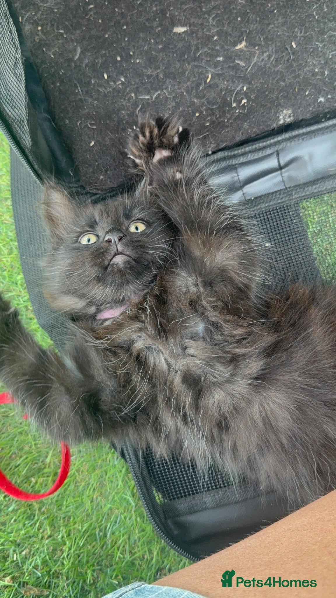 Mixed Breed cats One boy and one girl left - Longhaired, Kittens - Advert 2