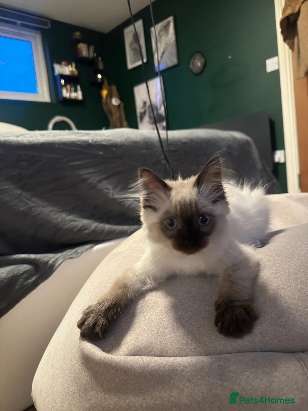 Ragdoll cats for sale: White with black Ragdoll kitten  - Advert 7