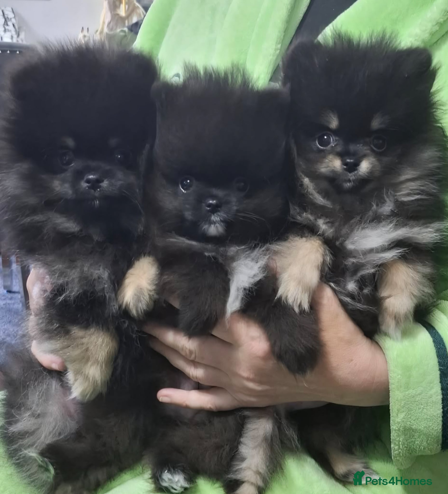 Pomeranian dogs FULLY VACCINATED. Champion line, Pomeranian pups - Advert 1