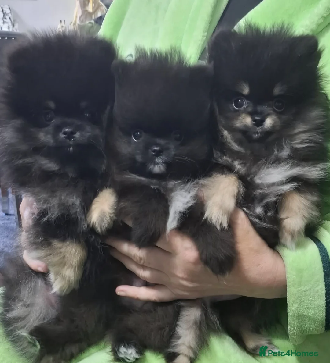 Pomeranian dogs for sale: FULLY VACCINATED.. Champion line, Pomeranian pups - Advert 2