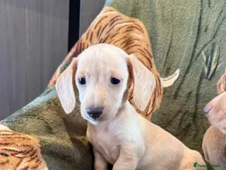 Miniature Dachshund dogs Beautiful miniature dachshunds - Advert 5