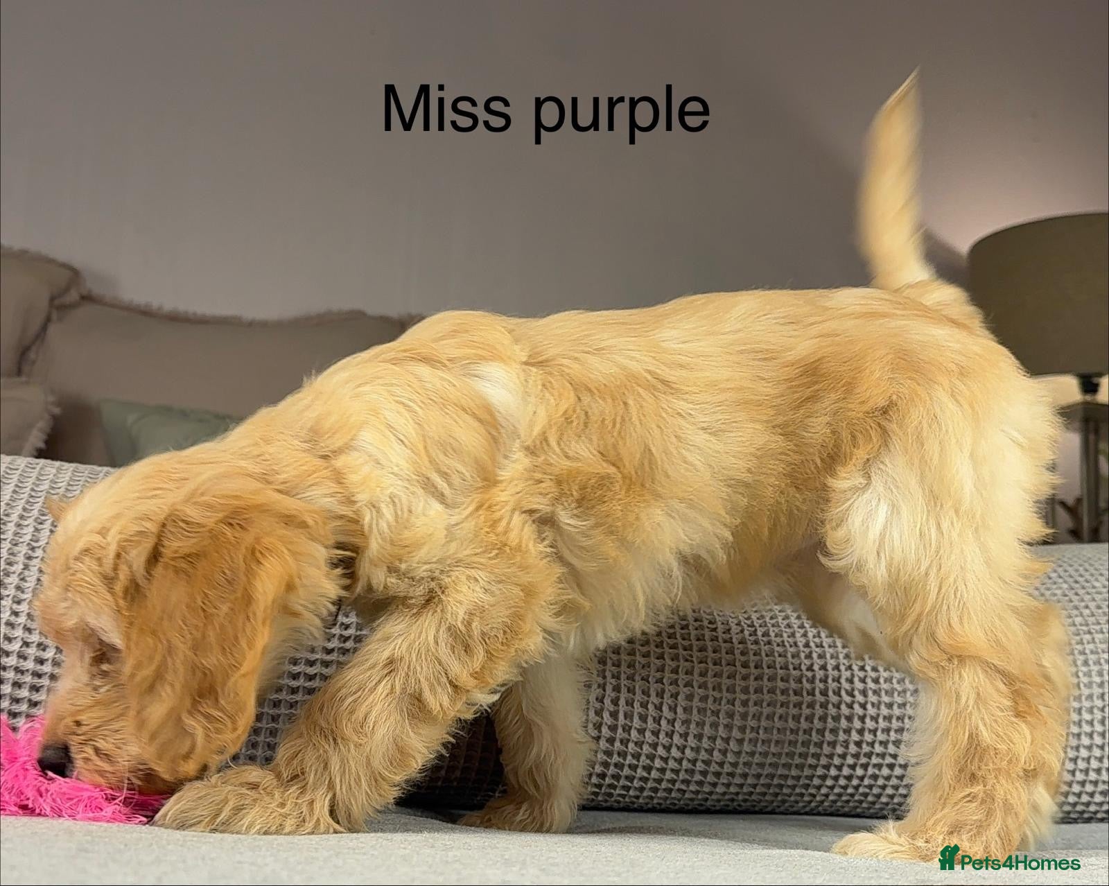 Goldendoodle dogs Healthy Gorgeous sweet natured puppies  - Advert 6