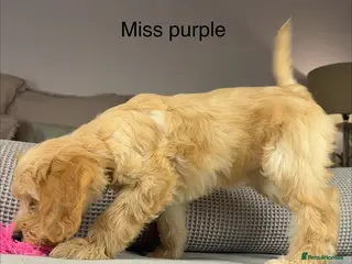 Goldendoodle dogs Healthy Gorgeous sweet natured puppies - Advert 6