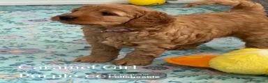 Australian Labradoodle 7