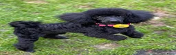 Toy Poodle dogs for sale: KC REGISTERED BLACK TOY POODLE FEMALE - Advert 23