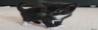 Oreo