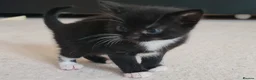 Mixed Breed cats for sale: 5 Heart-Melting Baby Kittens Ready for Love! - Advert 9