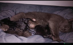 British Shorthair cats for sale: Blue Russian Mix  - Image 13