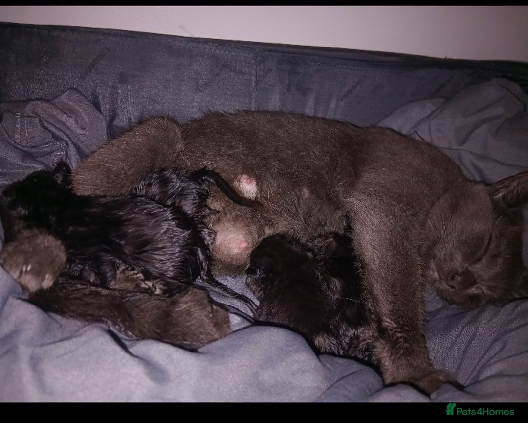 British Shorthair cats for sale: Blue Russian Mix  - Image 13