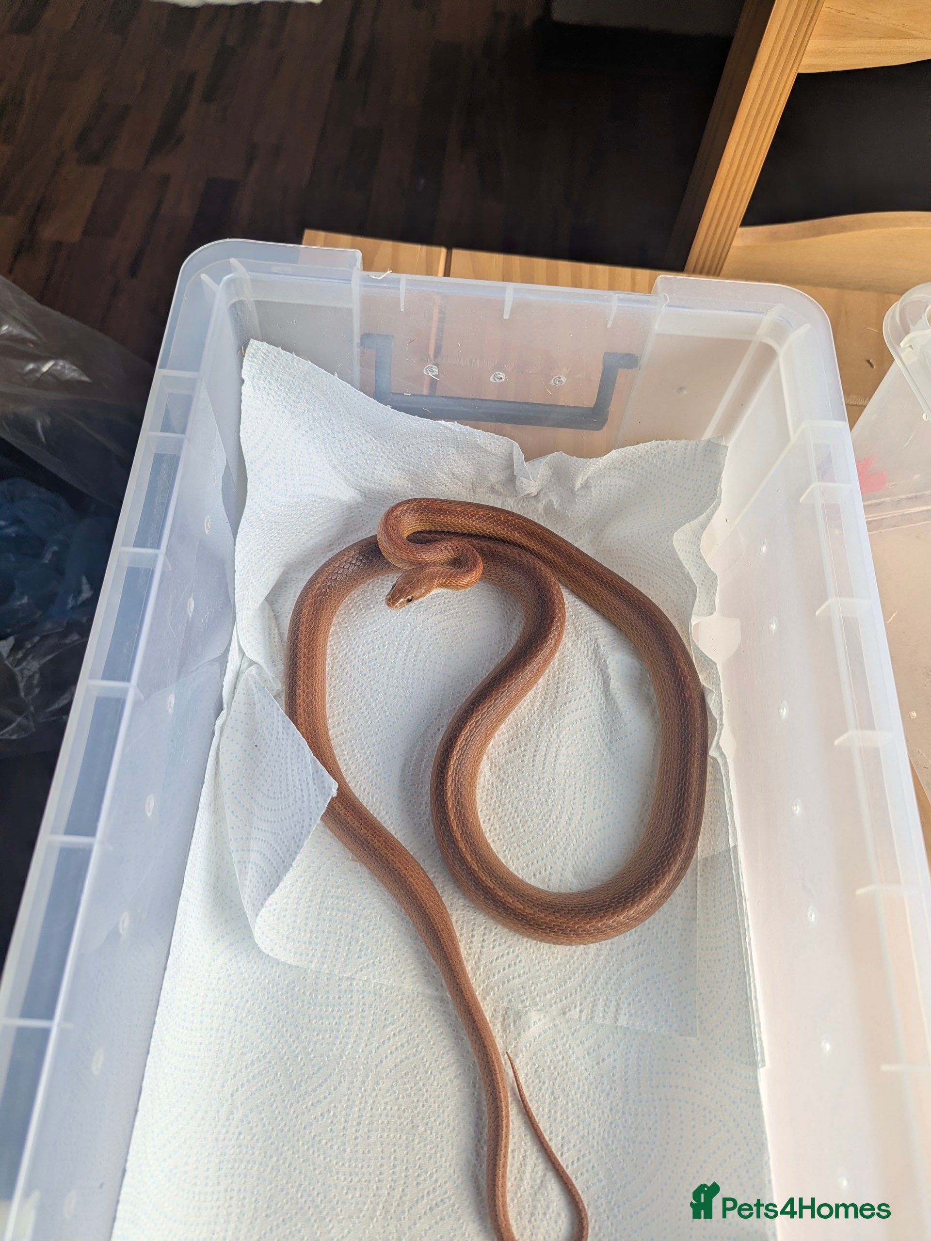 Corn Snake reptiles Trio of Happy Corn Snakes Seeking New Homes - Advert 12