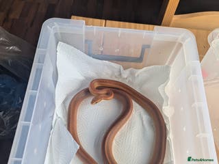 Corn Snake reptiles Trio of Happy Corn Snakes Seeking New Homes - Advert 5