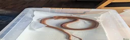 Corn Snake reptiles for sale: Two Happy Corn Snakes Seeking New Homes - Advert 1