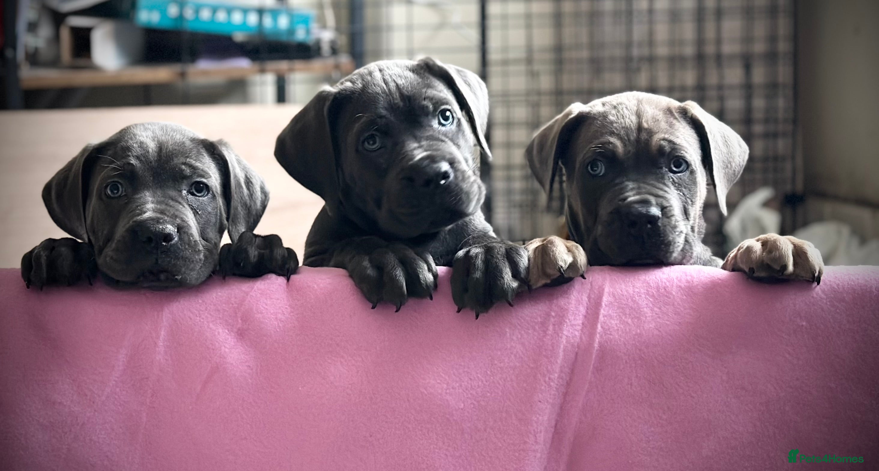 Cane Corso dogs Balestra Magica Corso IKC/FCI  ‼️LAST FEMALE‼️ - Advert 4