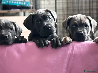 Cane Corso dogs Balestra Magica Corso IKC/FCI ‼️LAST FEMALE‼️ - Advert 4
