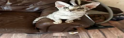 Mixed Breed cats for sale: CROSSED PETERBALD ✅✅✅ - Advert 20