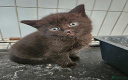 Maine Coon cats for sale: Beautiful black fluffy part maincoon kittens - Image 7