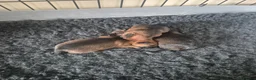 Border Terrier dogs for sale: Border Terrier Puppies for sale  - Advert 15