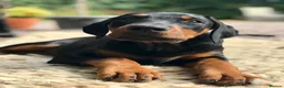 Dobermann dogs for sale: Mr Blue- A truly Free Range Doberman - Advert 10