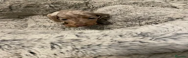Miniature Dachshund 3