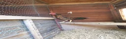 Chickens poultry for sale: Shamo , Brazilian,  aseel  - Advert 8