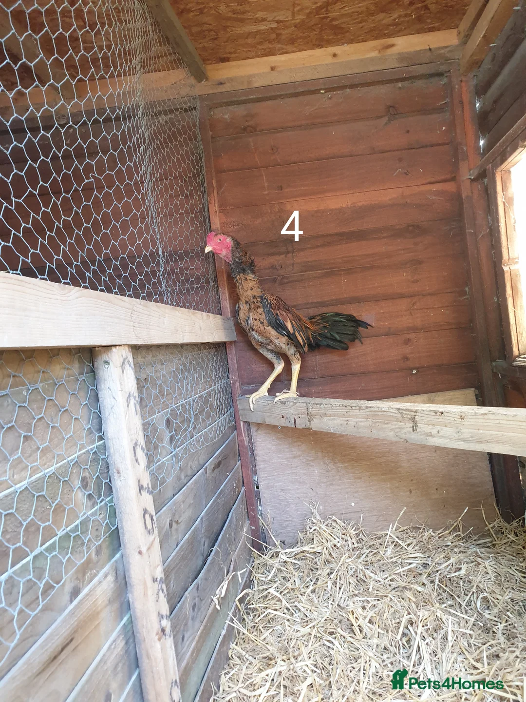 Chickens poultry for sale: Brazilian shamo,   - Advert 2