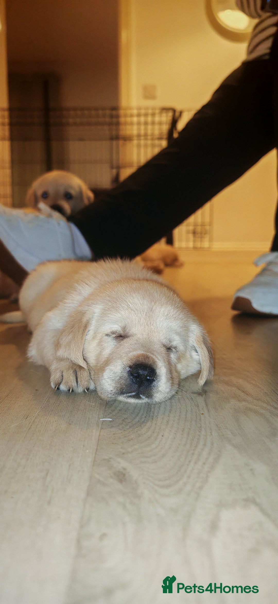 Goldador dogs for sale: Ready 4th February  - Advert 2