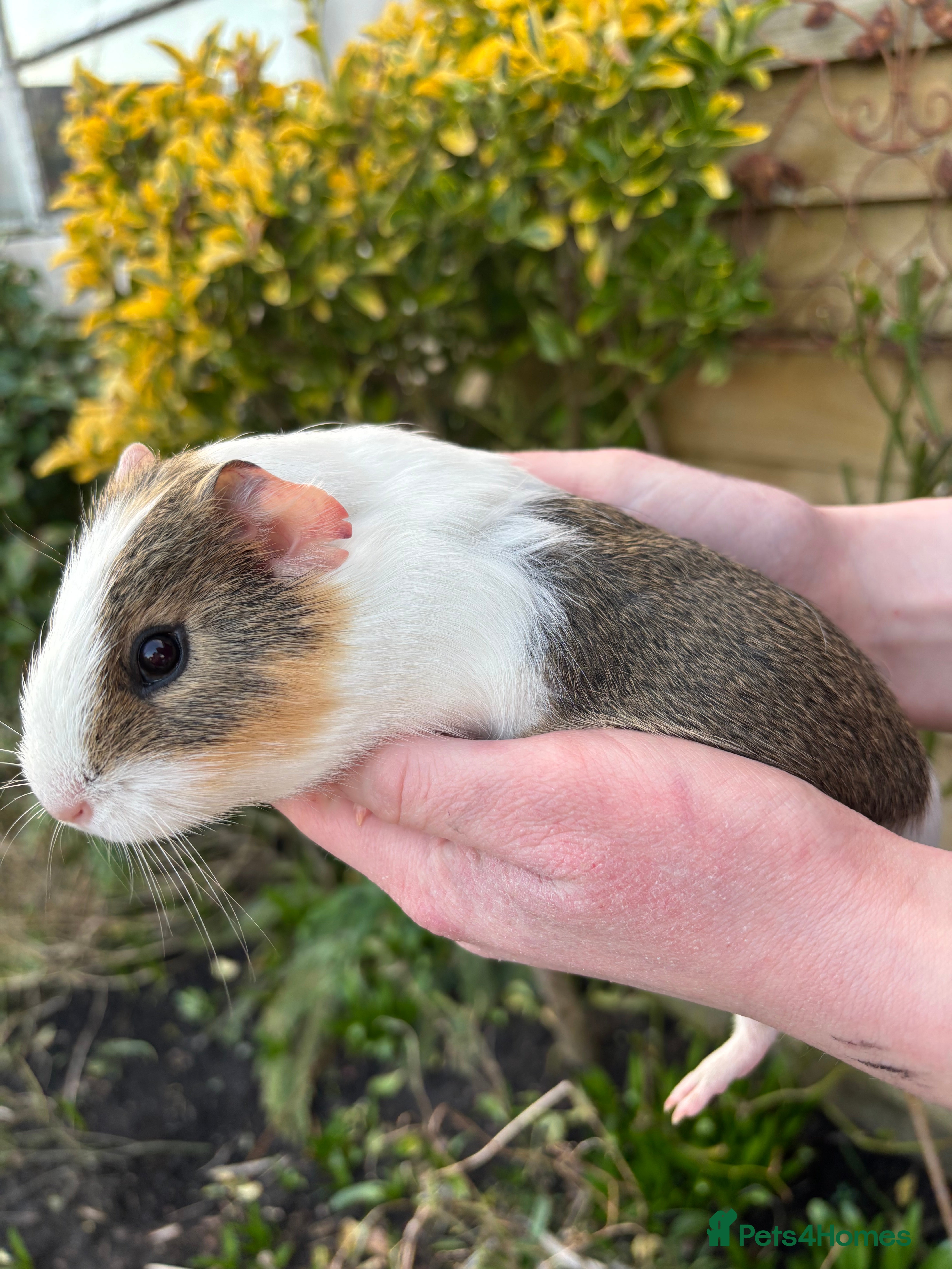Guinea Pig rodents Adorable baby Guinea pigs for sale - Advert 13