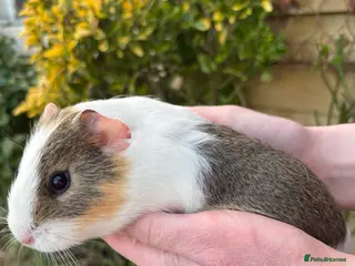 Guinea Pig rodents Adorable baby Guinea pigs for sale - Advert 13