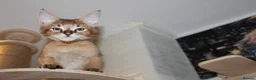 Chausie cats for sale: CHAUSIE f6  - Advert 3