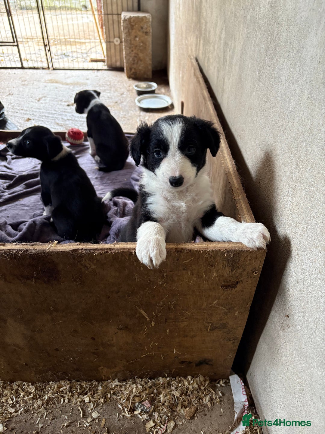 Border Collie dogs for sale: 5 border collie pups for sale from working parents - Image 5