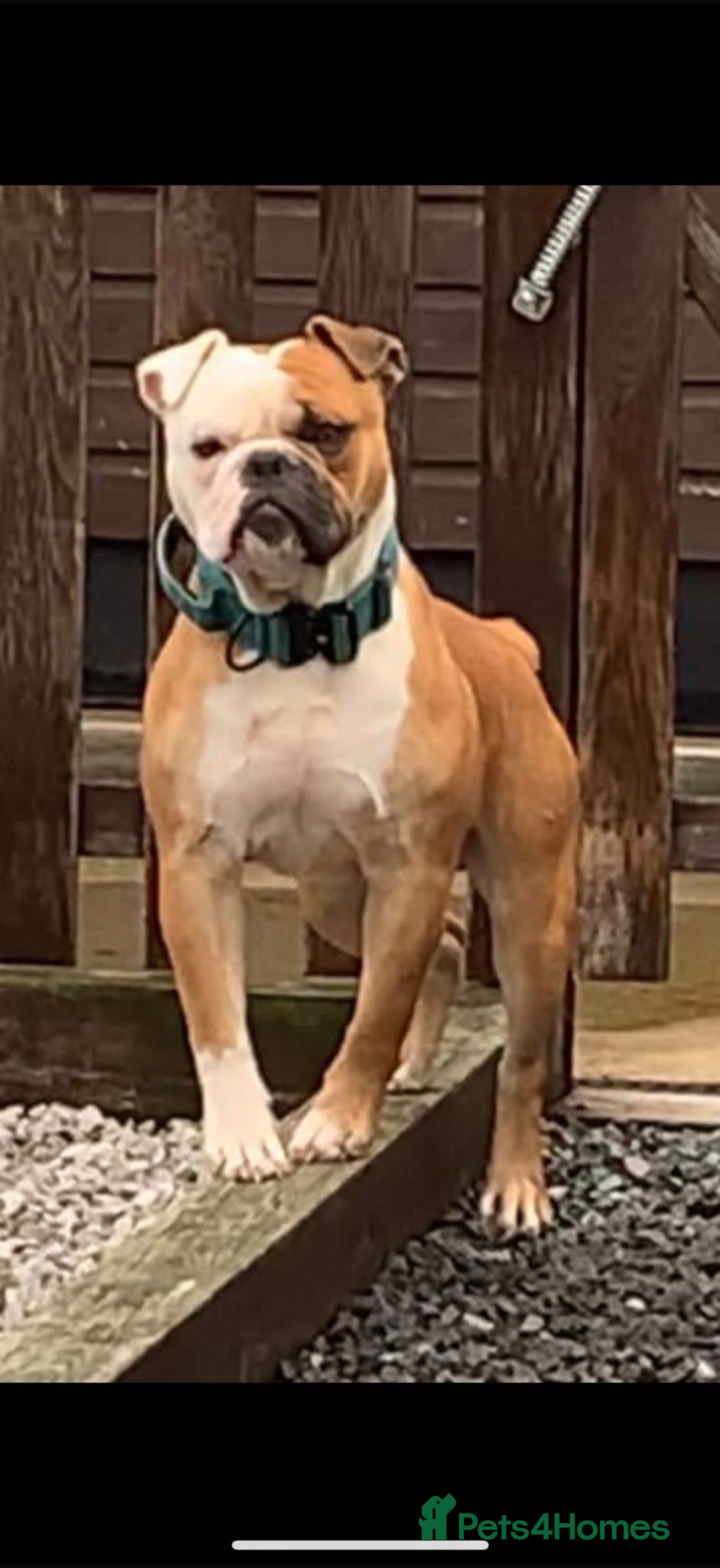 Olde English Bulldogge dogs olde english bulldog (free) - Advert 3