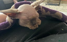 Sphynx cats for sale: Sphynx kittens  - Advert 14