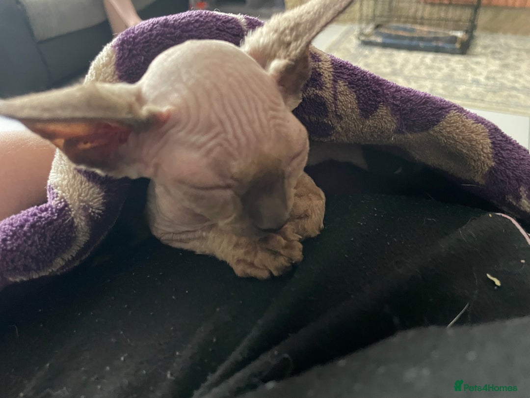 Sphynx cats for sale: Sphynx kittens  - Advert 14