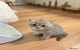 British Shorthair cats for sale: Adorable british shorthair kittens - Image 4