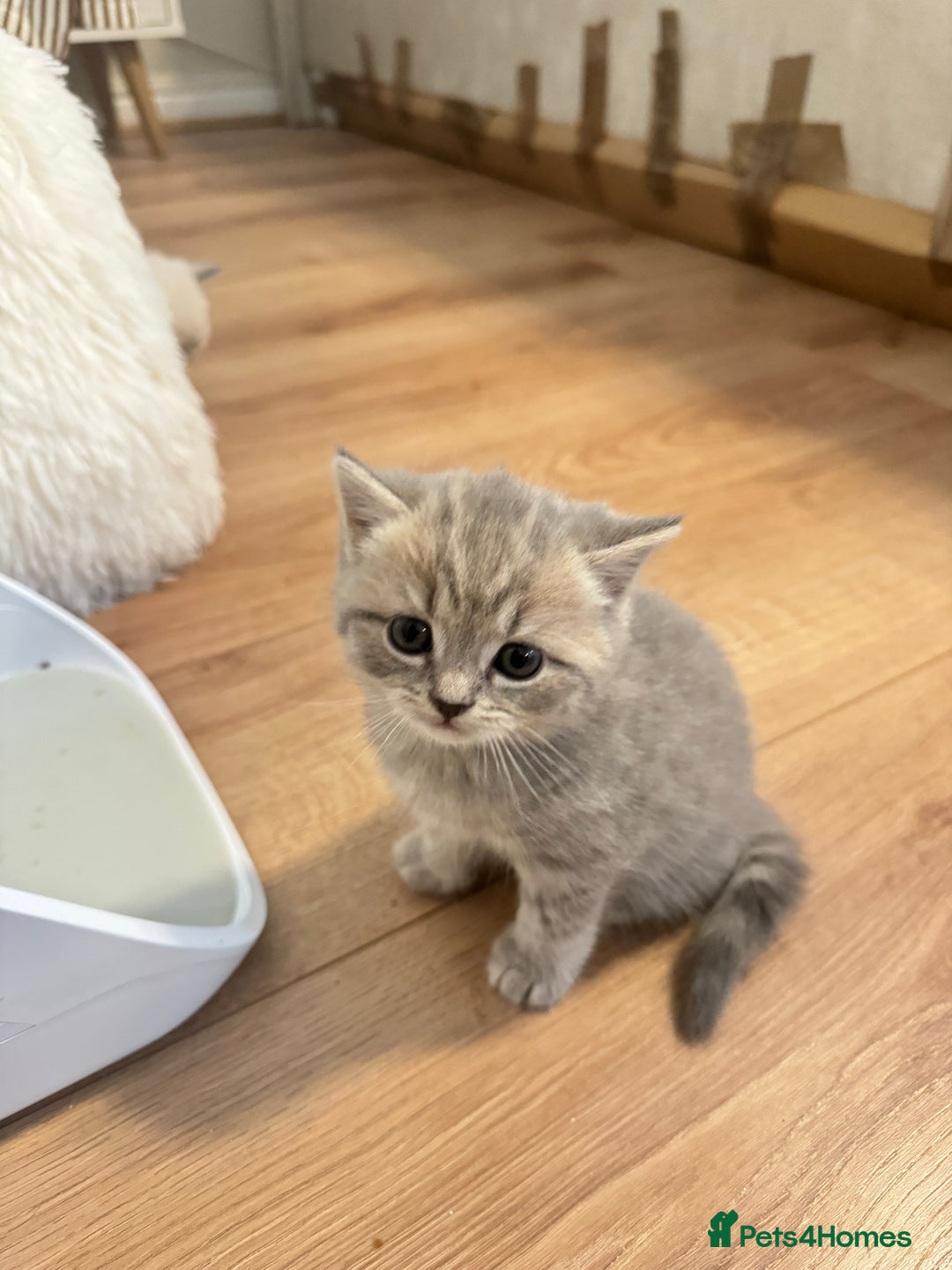 British Shorthair cats for sale: Adorable british shorthair kittens - Image 4