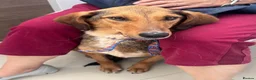 Mixed Breed dogs for adoption: Gentle | Sweet | Dog Loving | Foodie - Advert 9