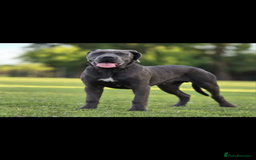 Cane Corso dogs for sale: 10 month Cane Corso - Image 1