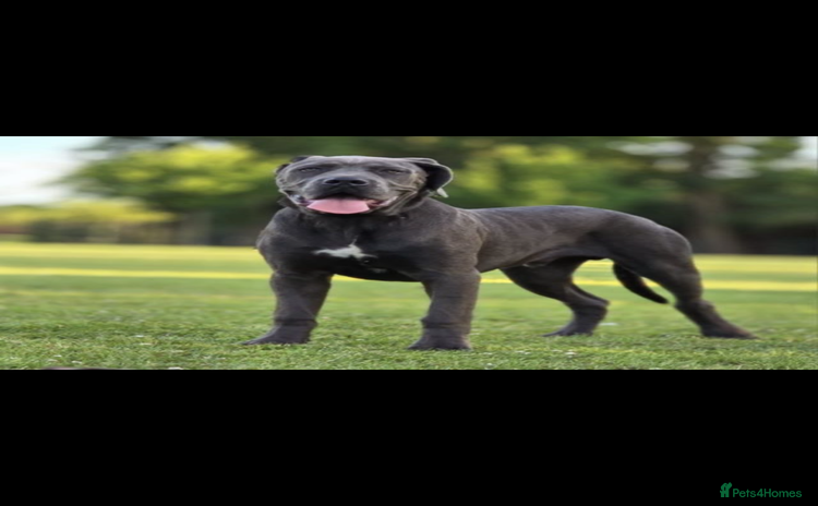 Cane Corso dogs - Advert 9