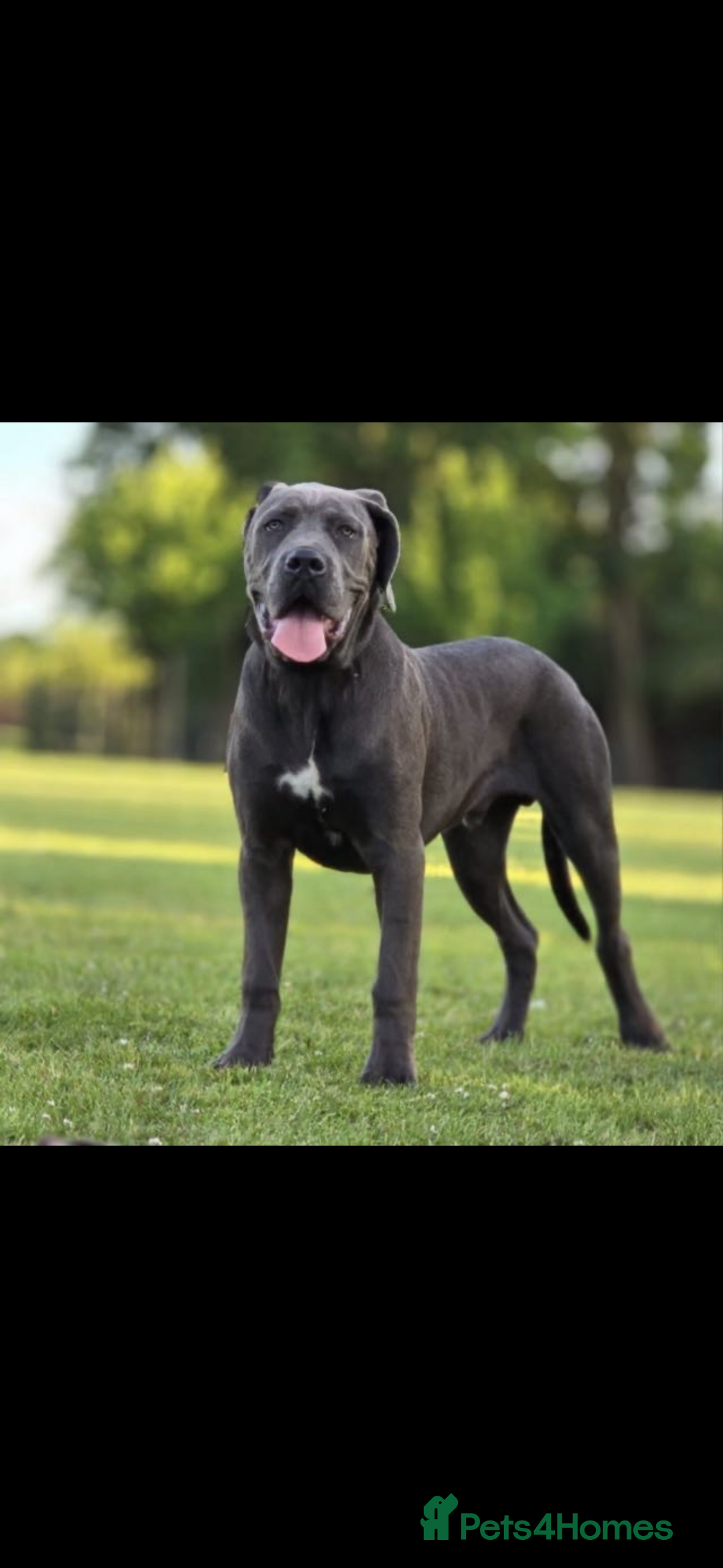 Cane Corso dogs for sale: 10 month Cane Corso - Image 1