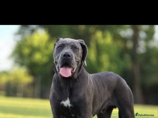 Cane Corso dogs - Advert 20