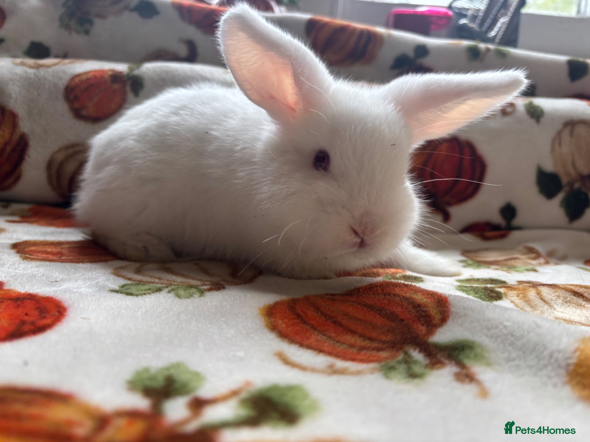 Mini Lop rabbits  mini lop buck  - Advert 7